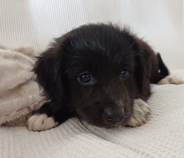 CHELSY, chiot femelle Berger Créole