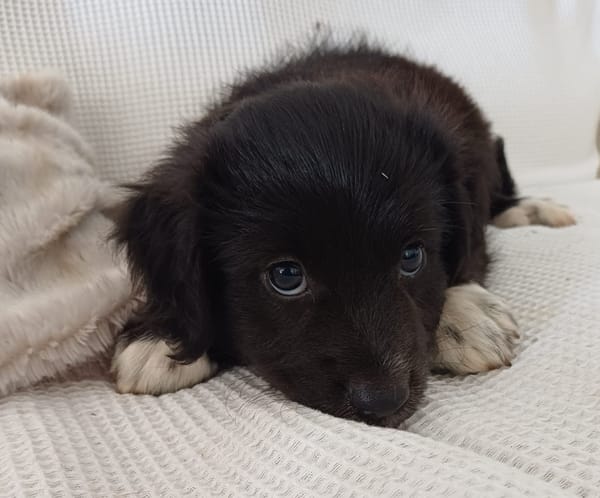 CHELSY, chiot femelle Berger Créole