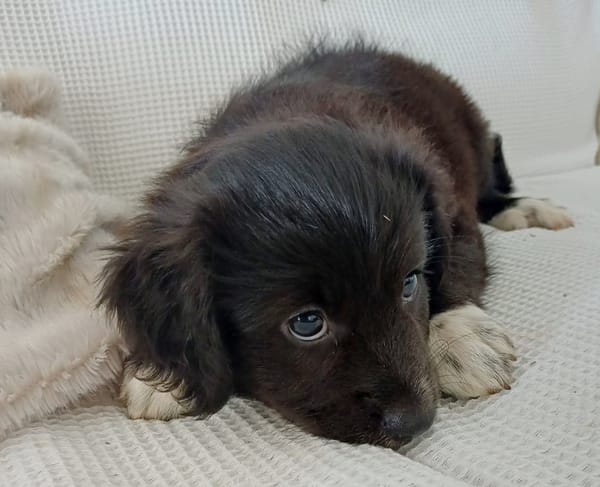 CHELSY, chiot femelle Berger Créole