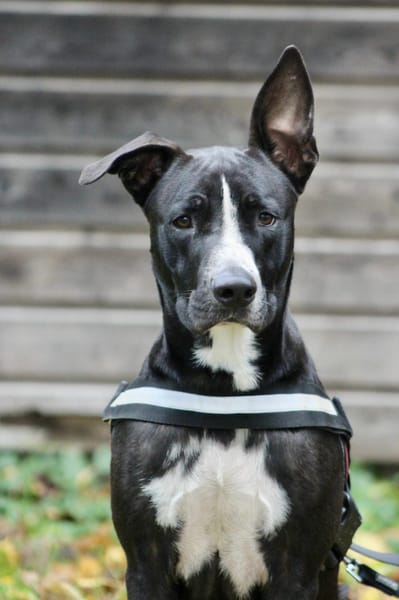 JEÏKO Mâle Berger créole