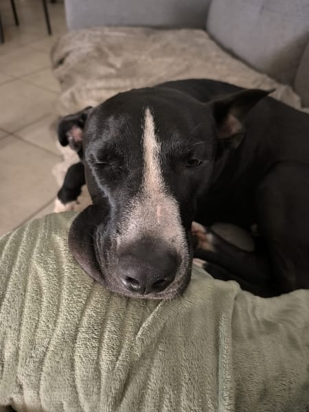 JEÏKO Mâle Berger créole