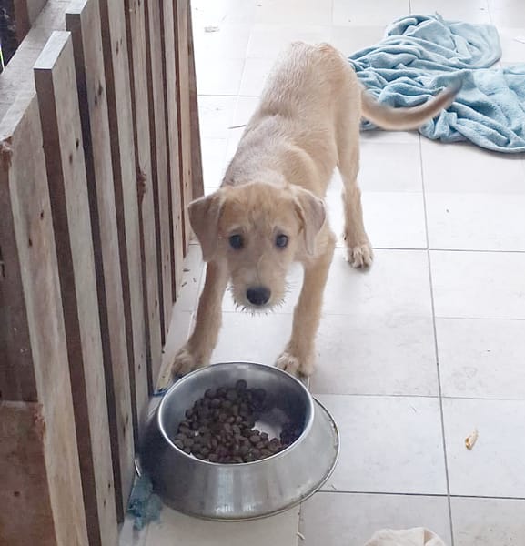 MANHATTAN, chiot femelle croisée