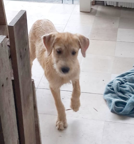 MANHATTAN, chiot femelle croisée