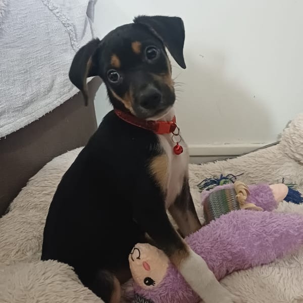 SOCKS, chiot femelle Berger Créole