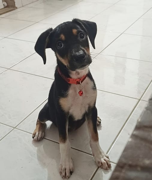 SOCKS, chiot femelle Berger Créole