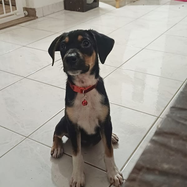 SOCKS, chiot femelle Berger Créole