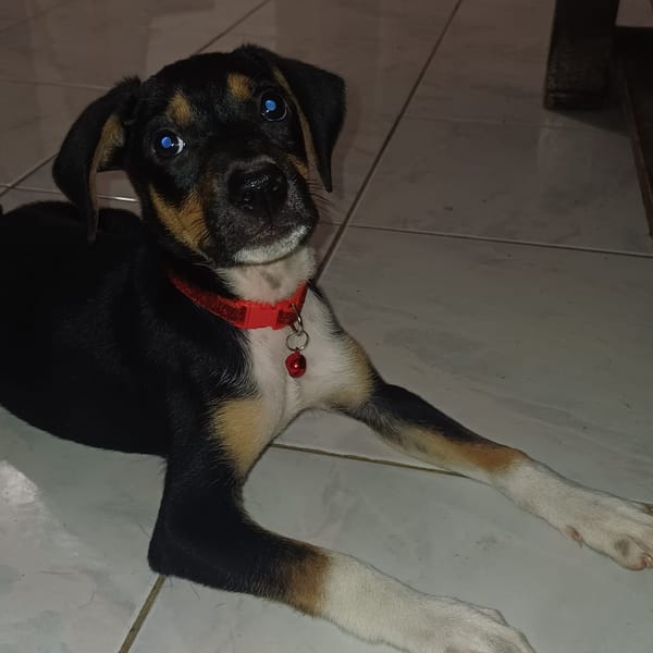 SOCKS, chiot femelle Berger Créole