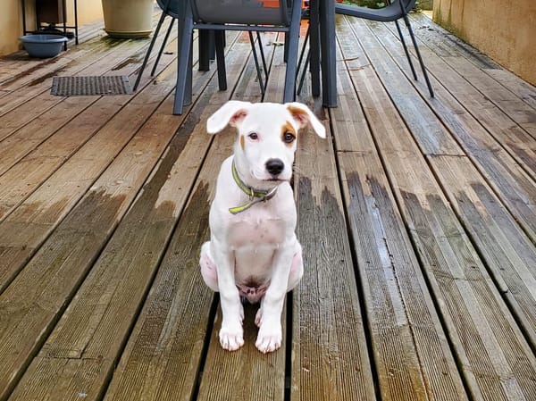 ARCHIE, chiot mâle Berger Créole