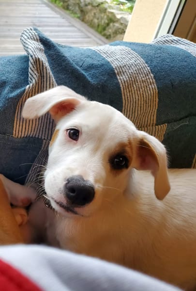 ARCHIE, chiot mâle Berger Créole