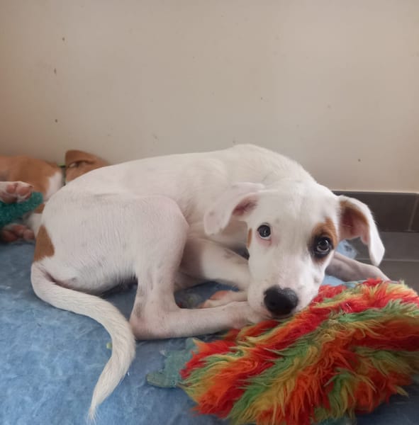 ARCHIE, chiot mâle Berger Créole