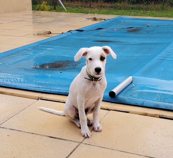 ARCHIE, chiot mâle Berger Créole
