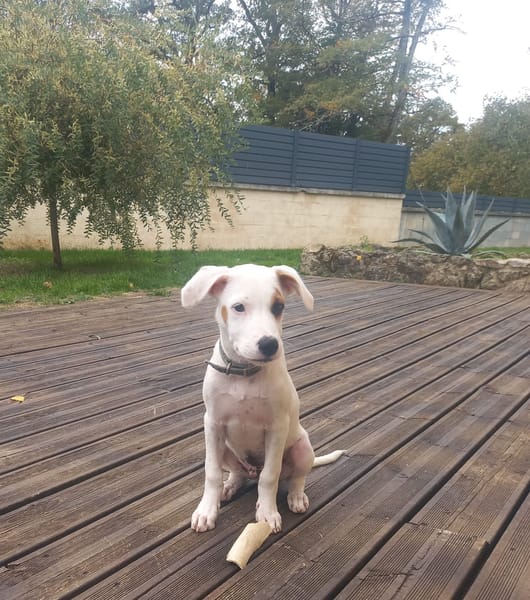ARCHIE, chiot mâle Berger Créole