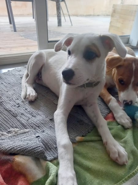 ARCHIE, chiot mâle Berger Créole