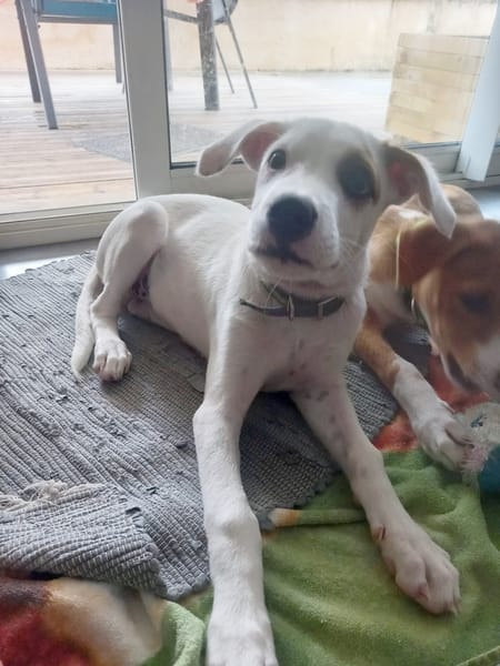 ARCHIE, chiot mâle Berger Créole