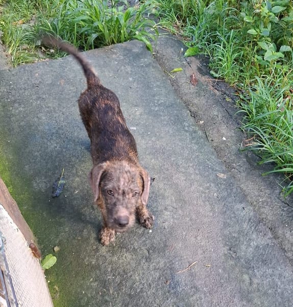 DAIKIRI, chiot femelle croisée