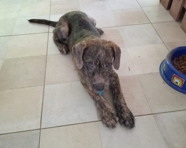 DAIKIRI, chiot femelle croisée