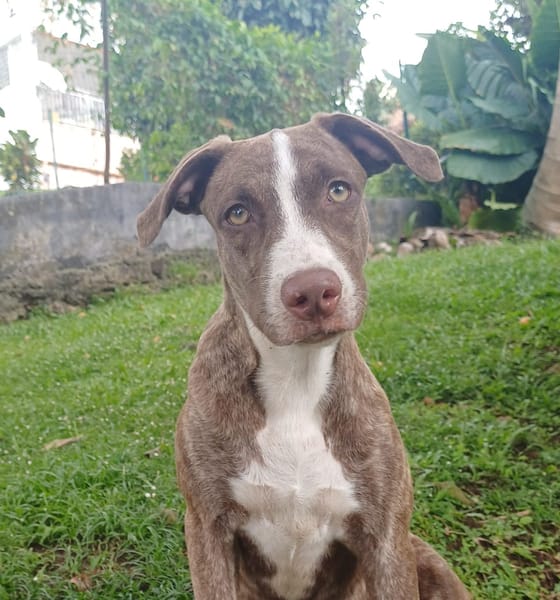 CANDY, chiot femelle Berger Créole