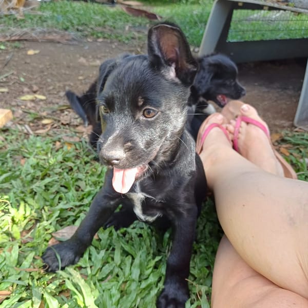 LOLI, chiot femelle Berger Créole