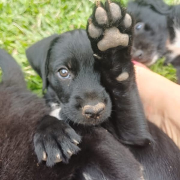 LOLI, chiot femelle Berger Créole