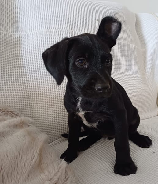 LOLI, chiot femelle Berger Créole