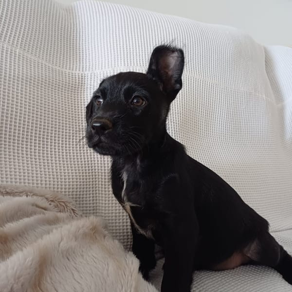 LOLI, chiot femelle Berger Créole