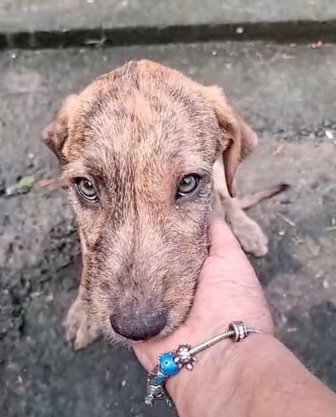 MARGARITA, chiot femelle croisée