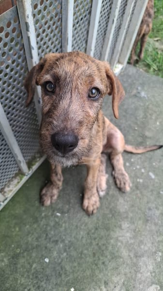 MARGARITA, chiot femelle croisée