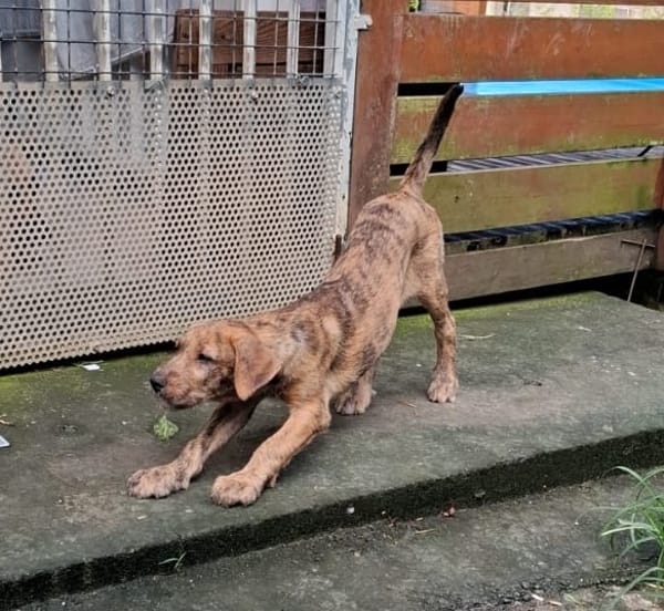 MARGARITA, chiot femelle croisée