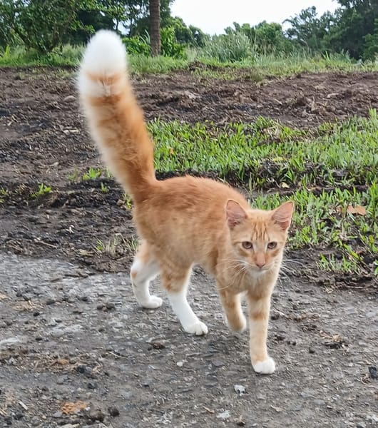 HORUS, chat junior mâle type européen