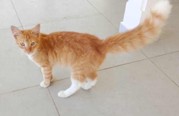 HORUS, chat junior mâle type européen