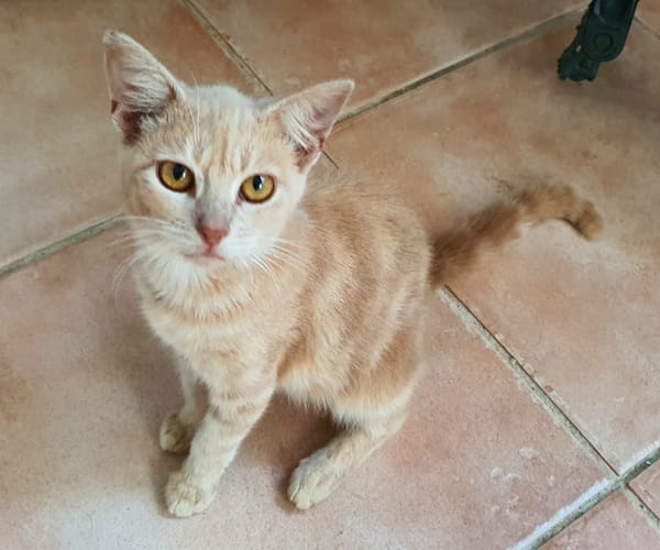 NATOU, chaton mâle, type européen