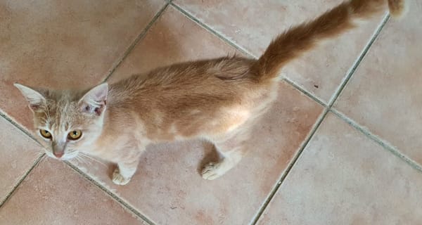 NATOU, chaton mâle, type européen