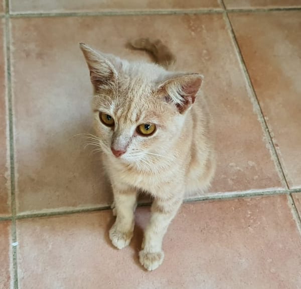 NATOU, chaton mâle, type européen