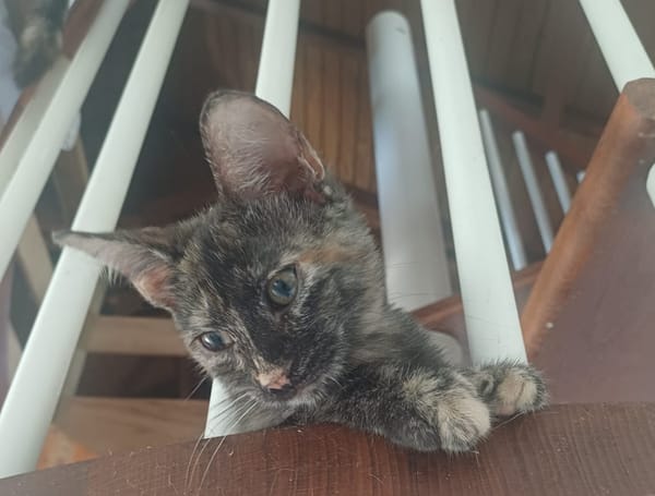 AGATE, chaton femelle, type européen