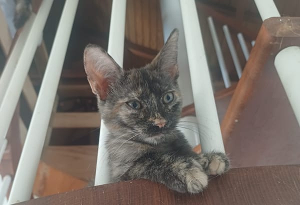 AGATE, chaton femelle, type européen