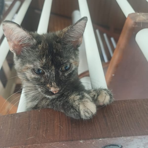 AGATE, chaton femelle, type européen