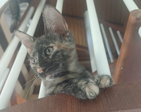 AGATE, chaton femelle, type européen