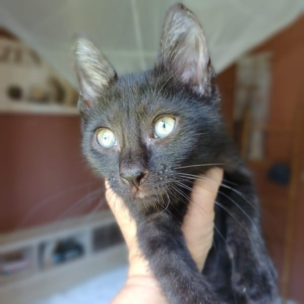 ONYX, chaton mâle, type européen