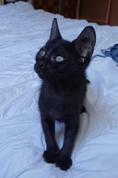 ONYX, chaton mâle, type européen