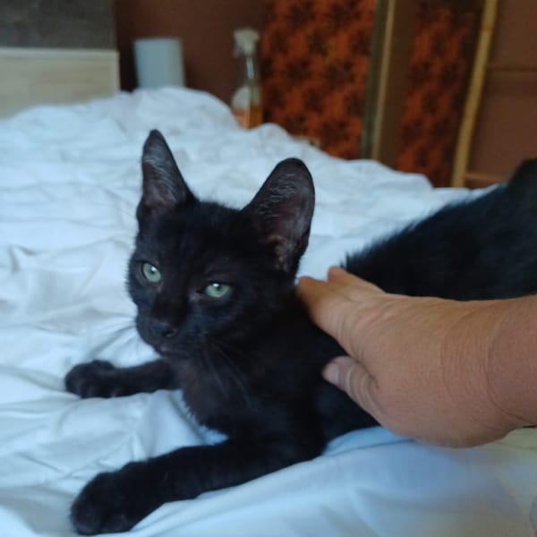 ONYX, chaton mâle, type européen