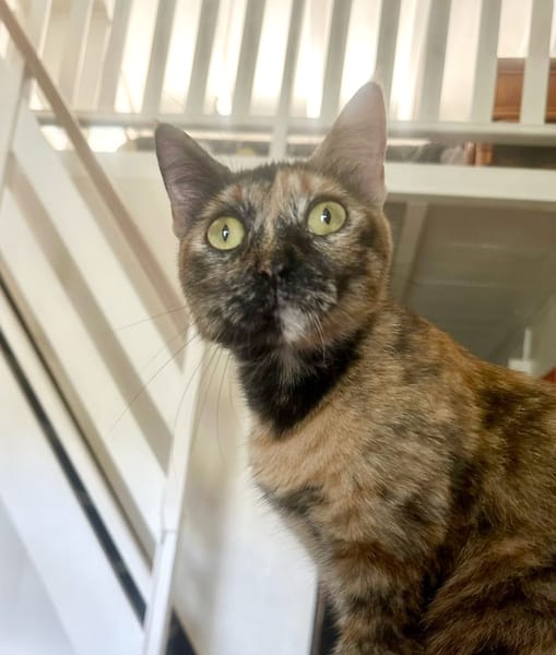 SPHINXY, chat femelle européen