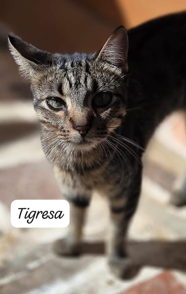 Tigresa