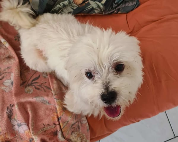 COOPER le joli coeur