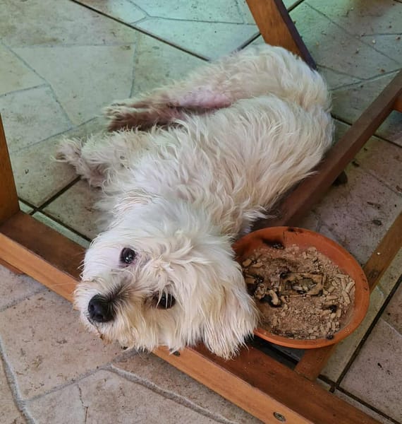 COOPER le joli coeur