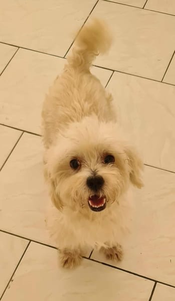 COOPER le joli coeur