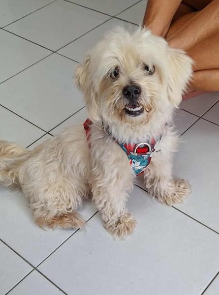 COOPER le joli coeur