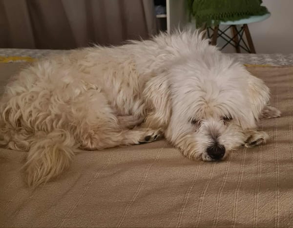 COOPER le joli coeur