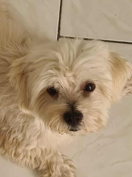 COOPER le joli coeur