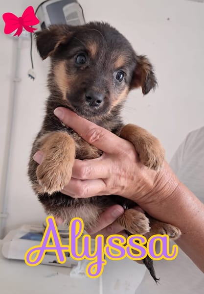 ALYSSA piccola dolce cagnolina da amare