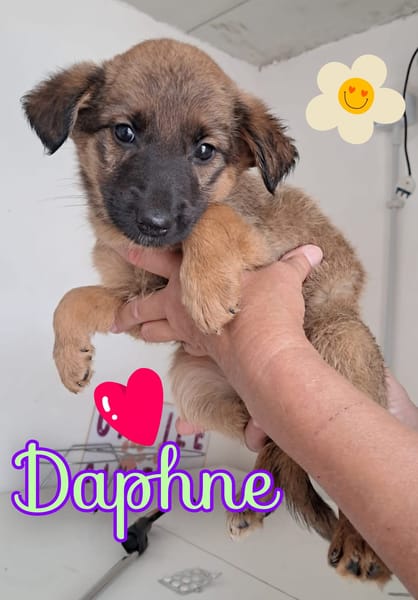 DAFNE nata ad agosto’25